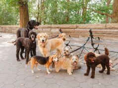 Le persone incontrano cani per strada e non riescono a gestire la loro energia da “vero newyorkese”.