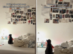 Lo sguardo della proprietaria sul nuovo gattino scioglie il cuore: ‘Tutto dentro’