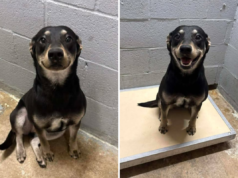 I cani del rifugio sorridono per la lista delle adozioni, il cuore si scioglie ciò che accadrà dopo