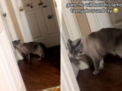 Il proprietario piange quando si rende conto di cosa fa il gatto ogni notte dopo che le luci si spengono
