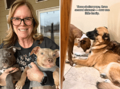 Il cuore si scioglie nel vedere cos’è ora una “seconda possibilità” per 3 cuccioli di rifugio
