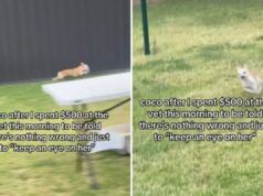 Il proprietario preoccupato spende 500 dollari dal veterinario perché il suo cane “zoppica” e si rende conto della verità a casa