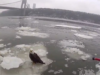 Il video mostra la polizia di New York che salva un’aquila calva dal fiume Hudson