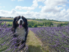 Il proprietario porta il cane al parco, riceve un’offerta che non può rifiutare: “mi stai prendendo in giro?”