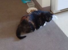 Il gatto che possiede la carota “tappata e salsata” vince l’animale domestico della settimana