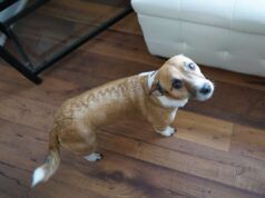 Gli scienziati hanno testato cani e gatti quando i proprietari avevano bisogno di aiuto: i risultati erano chiari