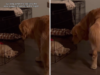 Il volto di un golden retriever dopo aver avuto un nuovo cucciolo dice tutto