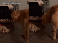 Il volto di un golden retriever dopo aver avuto un nuovo cucciolo dice tutto