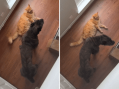 Il proprietario ha allevato insieme Cane Corso e il gatto: ora pensano di essere compagni di cucciolata