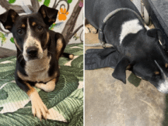 Shelter trova il cane abbandonato che stringe il guanto e poi capisce perché non lo lascia andare