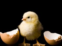 Dalle galline agli esseri umani, gli animali pensano che la parola “baba” sia rotonda