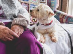 Il veterinario condivide i 3 migliori consigli per gli animali domestici anziani, comprese le “regole rigide”