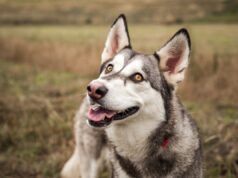 I cani da salvataggio hanno 24 ore prima dell’eutanasia, poi le vite cambiano all’istante