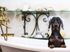 Il proprietario vede la vasca di avvicinamento del bassotto: non è pronto per i risultati