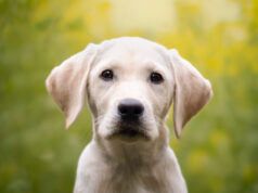 Ring Flock annulla il contratto dopo che la pubblicità distopica del Super Bowl ha suscitato indignazione diffusa