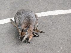 Mentre il piccolo wallaby cade dal marsupio della madre, la donna è scioccata da ciò che rivela dopo