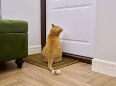 L’uomo cerca di andare al lavoro – finché il gatto non gli dice: “Giorno libero”