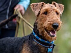 Airedale Terrier frequenta l’asilo nido: Internet non può gestire la prima pagella