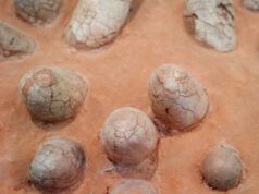 I gusci d’uovo di dinosauro possono rivelare l’età di altri fossili