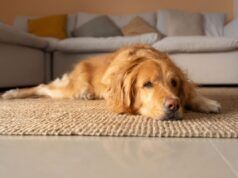 La reazione dei Golden Retriever a Trombone ha fatto piangere Internet: “Nemico”