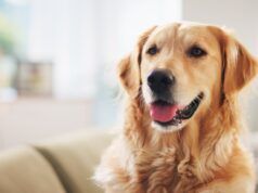 La paura “emotiva” del Golden Retriever ha fatto sì che tutti la perdessero: “legittima”
