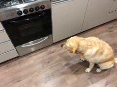 Un uomo cucina il petto alle 3 del mattino: il proprietario non riesce a credere a cosa fa il cane dopo l’orario di lavoro