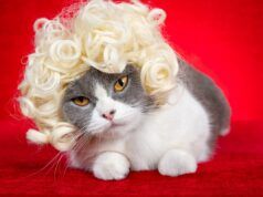 Gatto nota che il fratello ha una nuova acconciatura, reazione isterica: “si allontana”