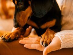 Il bassotto si rifiuta di lasciare che il proprietario gli tagli le unghie, quindi ricorre a un’ultima risorsa