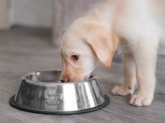 Persone ‘mancate di rispetto’ per ciò che il GF sceglie di portare a casa: ‘scuse per andarsene’