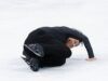 Immagini scioccanti rivelano l’allarmante situazione del pattinaggio artistico alle Olimpiadi