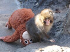 Dai un pugno allo straziante destino delle scimmie rivelato dagli scienziati