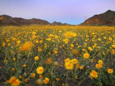 Il Parco Nazionale potrebbe vedere un evento raro quest’anno