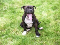 Il cane sente la cornamusa per la prima volta: la sua reazione non ha prezzo