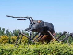 È ora di smettere di antropomorfizzare le formiche