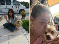 Il cane scompare in circostanze sospette: il telefono squilla 12 anni dopo