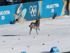 Gara di sci di fondo Dog Crash