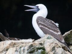 La cacca degli uccelli marini si è rifornita a Chincha, in Perù?
