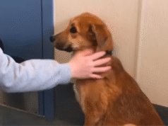 La donna aveva portato al rifugio il cane ‘sbagliato’, ma sapeva cosa fare