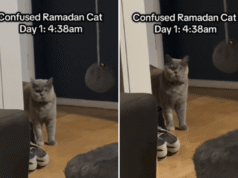 Gatto sperimenta il Ramadan per la prima volta, la reazione diventa virale alle 4:38
