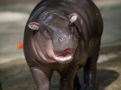 Lo zoo di Mu Deng risponde alle preoccupazioni sulle condizioni di vita