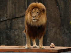 Il vagabondare dei “leoni” provoca panico e confusione nel campus, avverte l’università – Newsweek