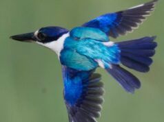 I raggi X rivelano la struttura delle piume del martin pescatore con dettagli senza precedenti