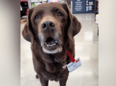 I cuori si sciolgono in Labrador con un insolito lavoro del sabato: “Impiegato del mese”