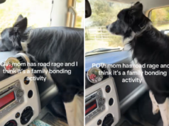 Un cane border collie in macchina ride mentre viene visto unirsi alla “rabbia da strada” del proprietario