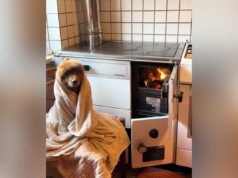 Il cane rifiuta l’asciugacapelli dopo il bagno: ciò che scioglie il cuore del proprietario