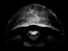 Perché Bezos trolla Musk su X con la foto di una tartaruga? Perché ha dei progetti per la luna nuova.