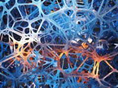 Una startup sta costruendo il primo data center che utilizza cellule cerebrali umane