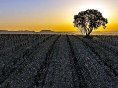 Macán e Mandolás sono i vini ufficiali del Mutua Madrid Open nel debutto sportivo di Vega Sicilia