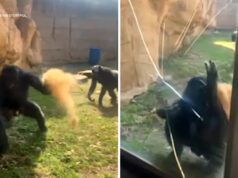 Bonobo attacca gli ospiti, rompe la parete di vetro allo zoo di Memphis, mostra video scioccanti