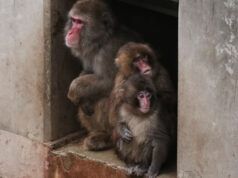 La scimmia macaco orfana Punch è ormai troppo grande per il suo peluche e sta facendo amicizia